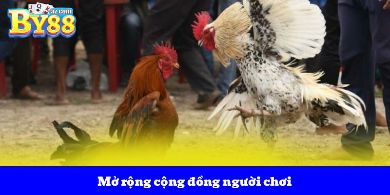 Đá Gà Campuchia – Điểm Đến Kèo Cược Những Trận Đấu Đỉnh Cao 4 Mở rộng cộng đồng người chơi