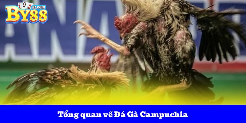Đá Gà Campuchia – Điểm Đến Kèo Cược Những Trận Đấu Đỉnh Cao 2 Tổng quan về Đá Gà Campuchia