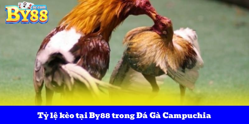 Đá Gà Campuchia – Điểm Đến Kèo Cược Những Trận Đấu Đỉnh Cao 3 Tỷ lệ kèo tại By88 trong Đá Gà Campuchia