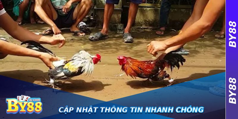 Đá Gà Thomo Có Bình Luận Viên – Cảm Nhận Không Khí Sân Đấu Chân Thực 4 Cập nhật thông tin nhanh chóng