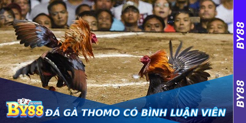 Đá Gà Thomo Có Bình Luận Viên – Cảm Nhận Không Khí Sân Đấu Chân Thực 8 Đá Gà Thomo Có Bình Luận Viên