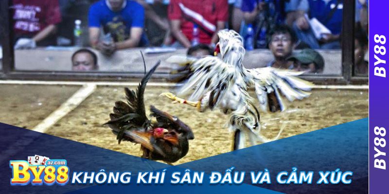 Đá Gà Thomo Có Bình Luận Viên – Cảm Nhận Không Khí Sân Đấu Chân Thực 2 Không khí sân đấu và cảm xúc người xem